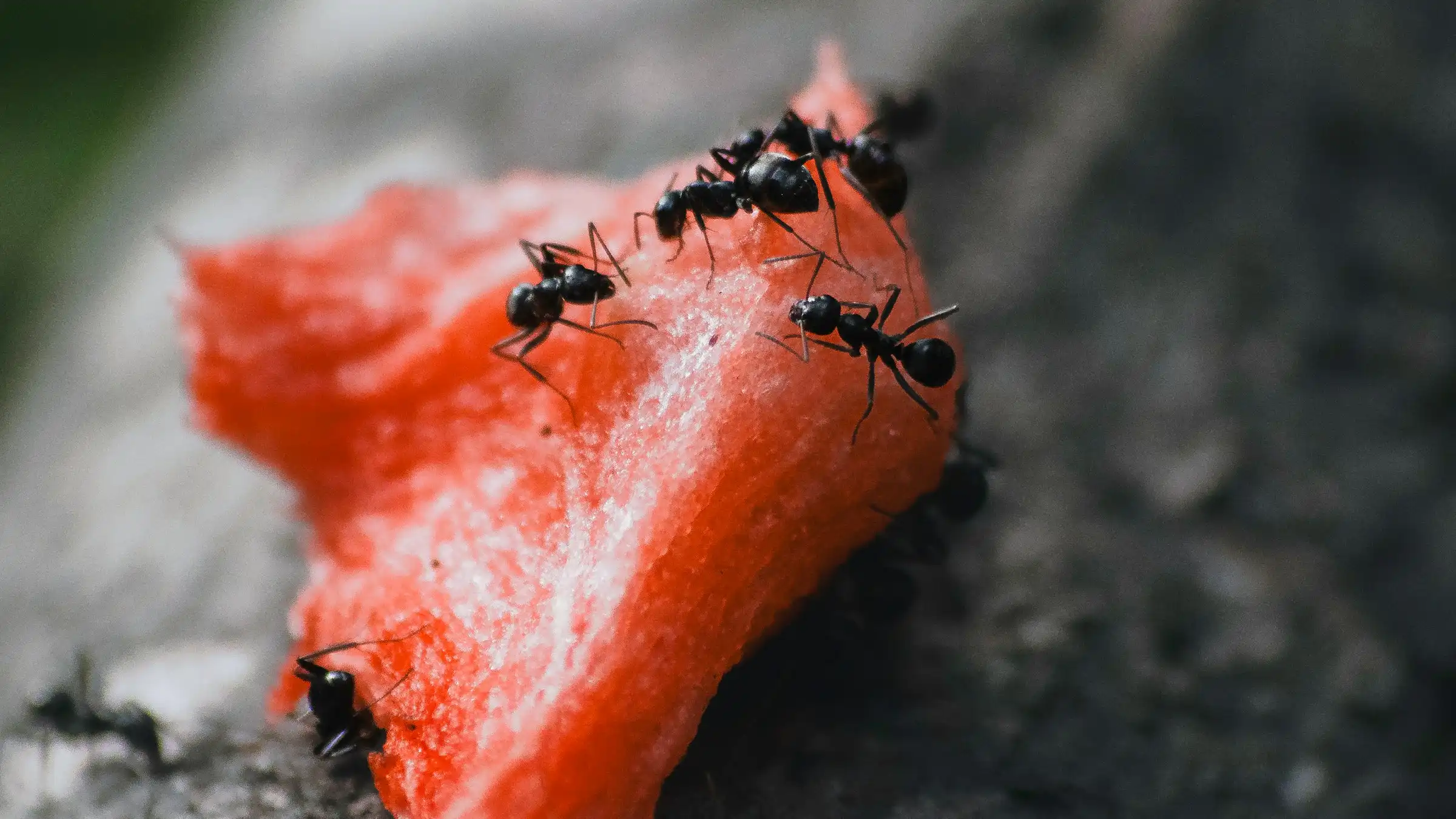 Portada de Qué hacer si aparecen hormigas en la vermicompostera