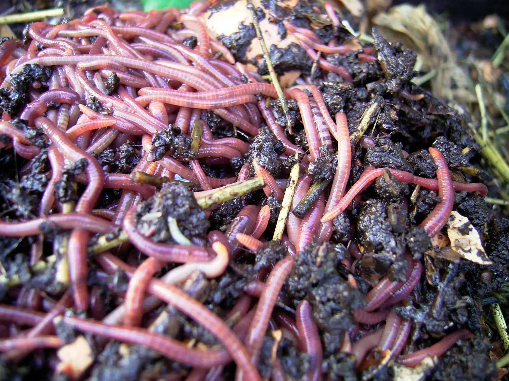 Portada de Humedad ideal en una vermicompostera