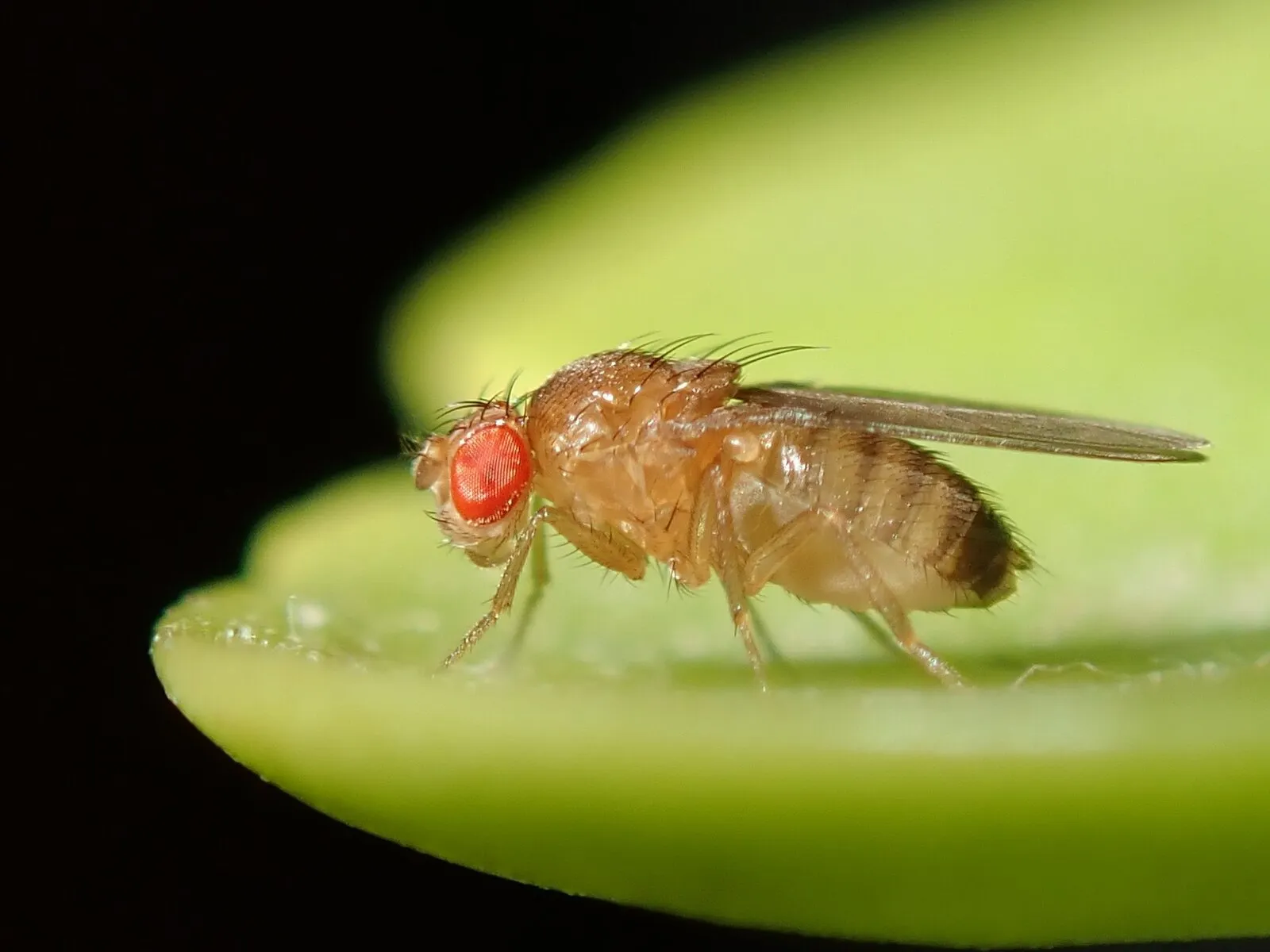Mosca de la fruta adulta vista de cerca