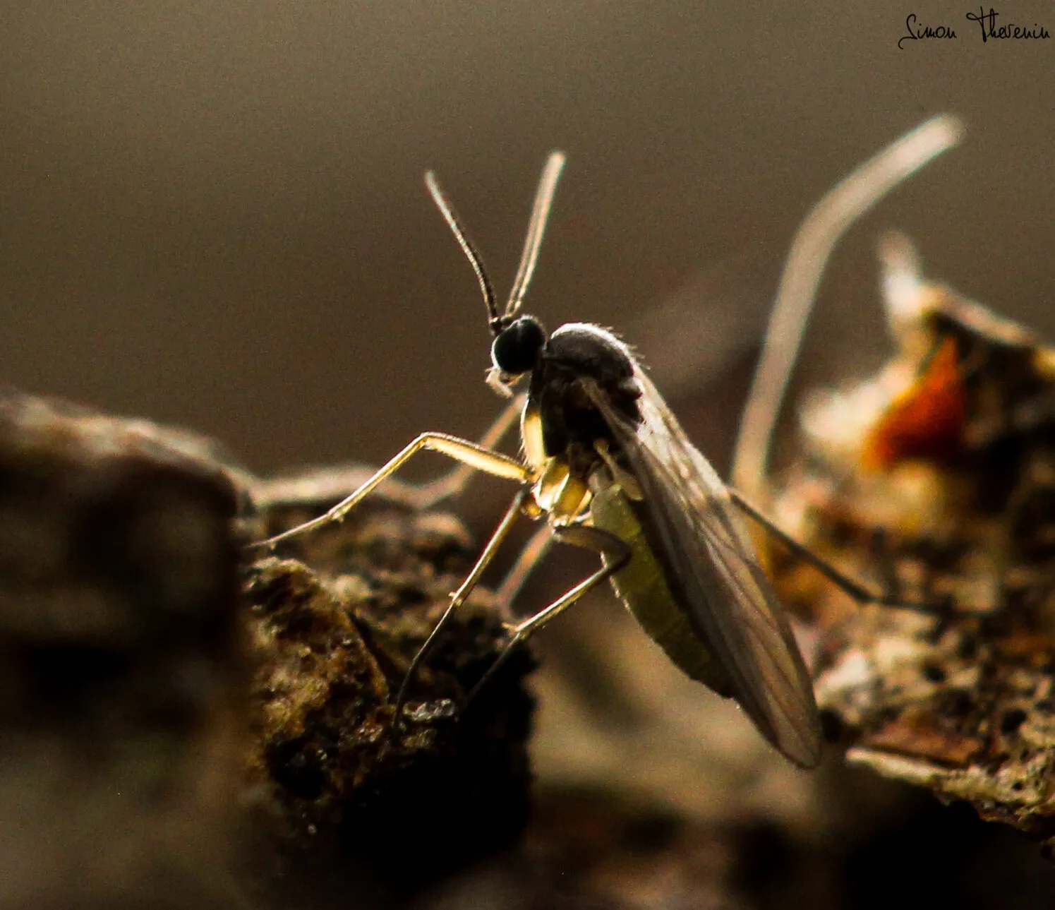 Mosquita del sustrato de la familia Sciaridae vista de cerca